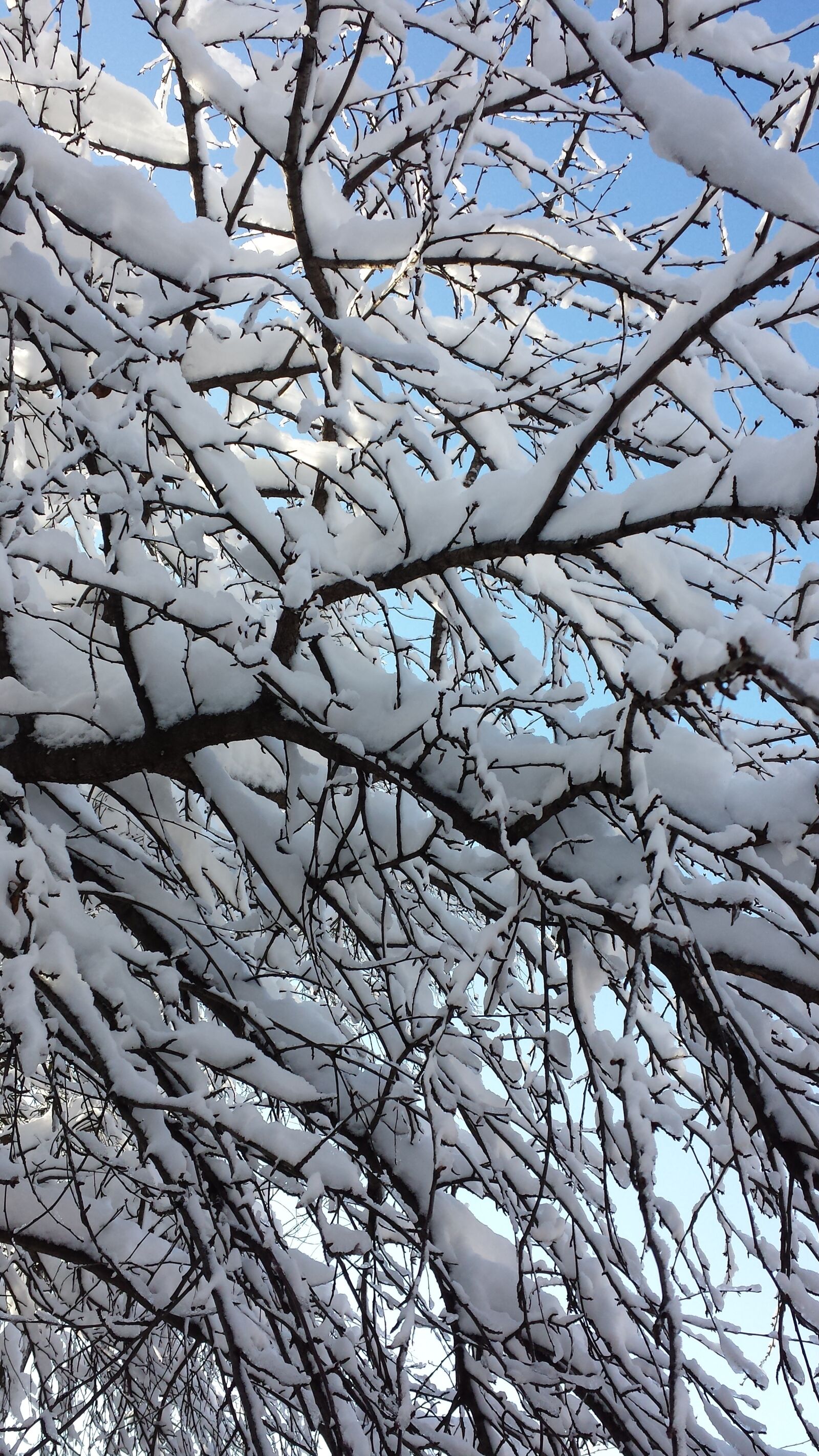 Samsung Galaxy S4 sample photo. Bucharest, winter, trees photography