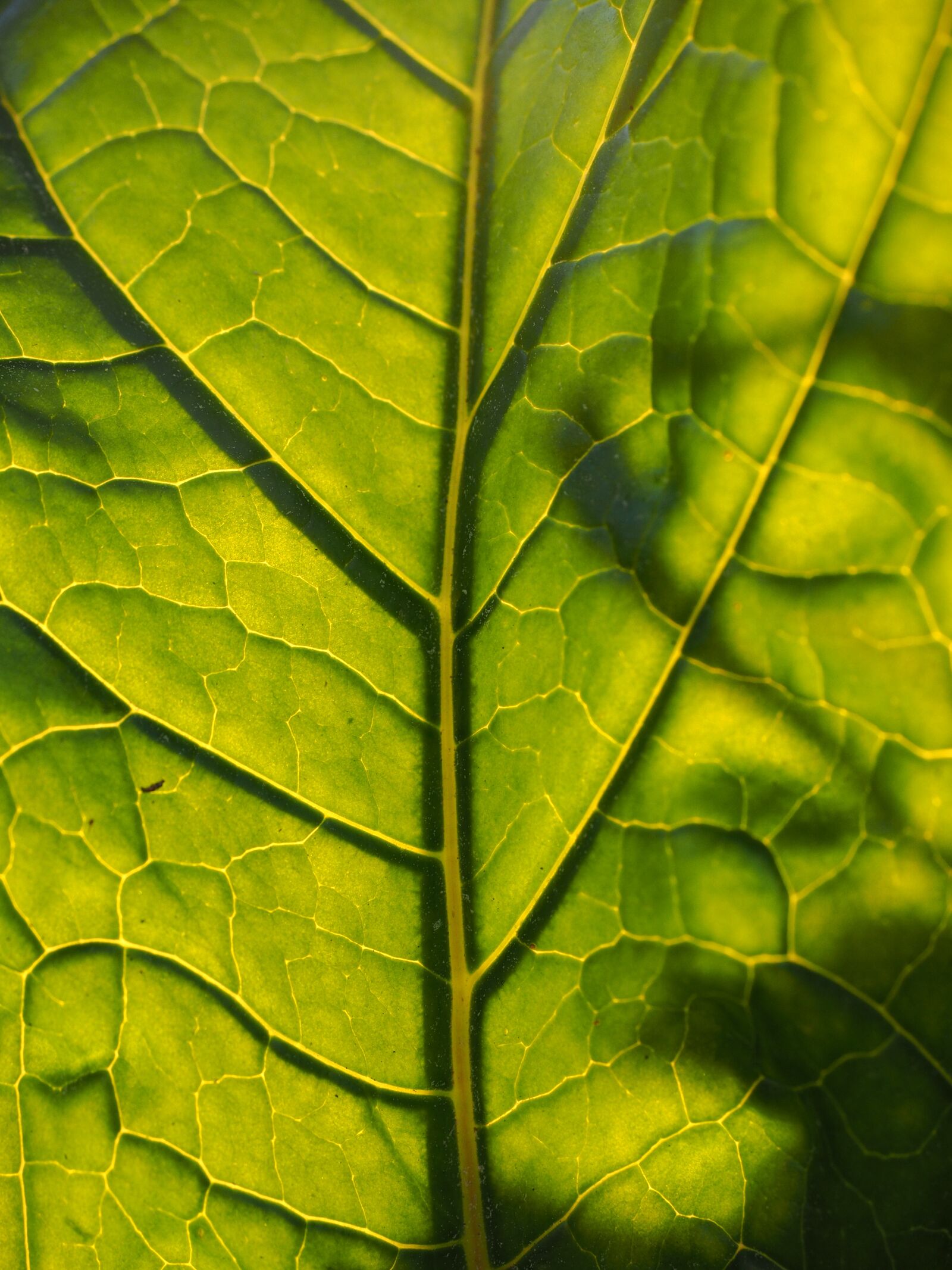 Olympus OM-D E-M1 + Olympus M.Zuiko Digital ED 12-40mm F2.8 Pro sample photo. Leaf, backlighting, translucent photography