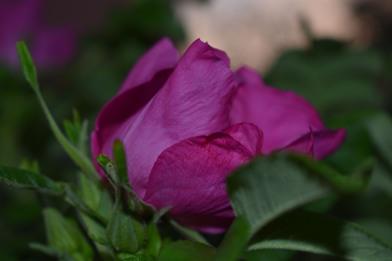 Nikon D3400 sample photo. Flower photography