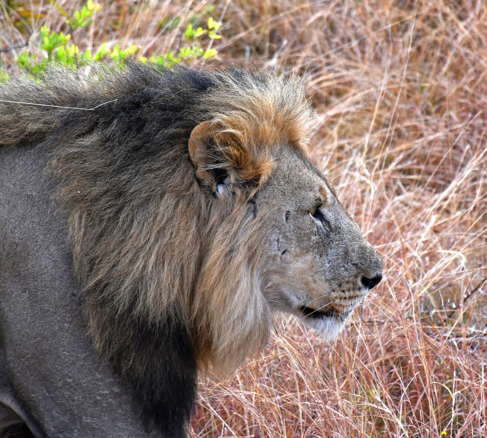 Nikon D5600 sample photo. Lion, animals, africa photography