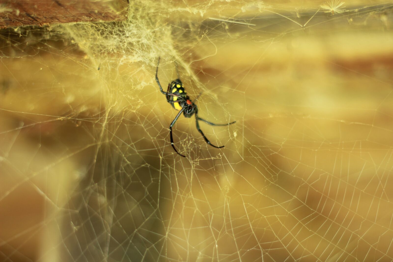 Canon EOS 60D + Canon EF 50mm F1.8 II sample photo. Spider, web, cobweb photography