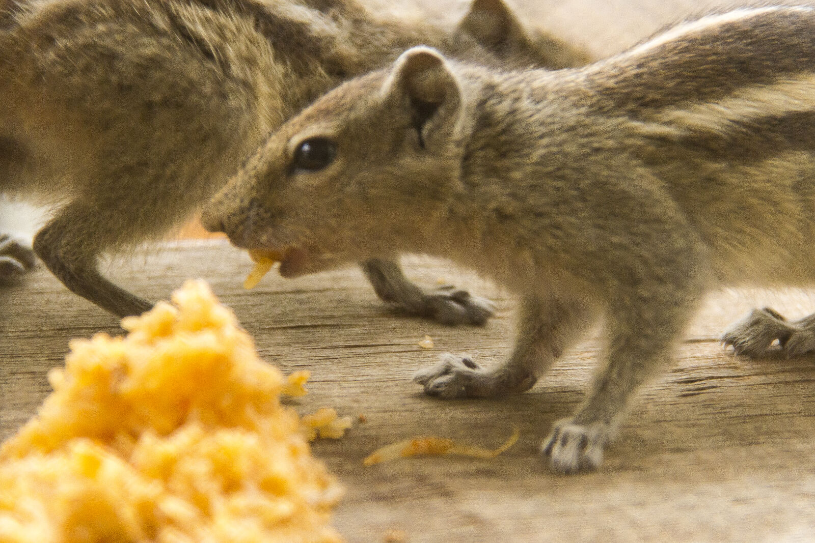 Canon EOS 7D sample photo. Squirrel photography