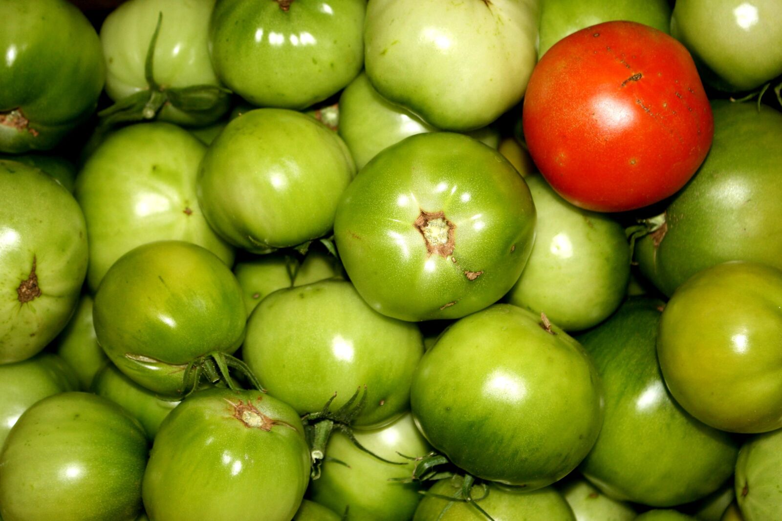 f/3.5-5.6 IS sample photo. Ripe tomato, green tomatoes photography
