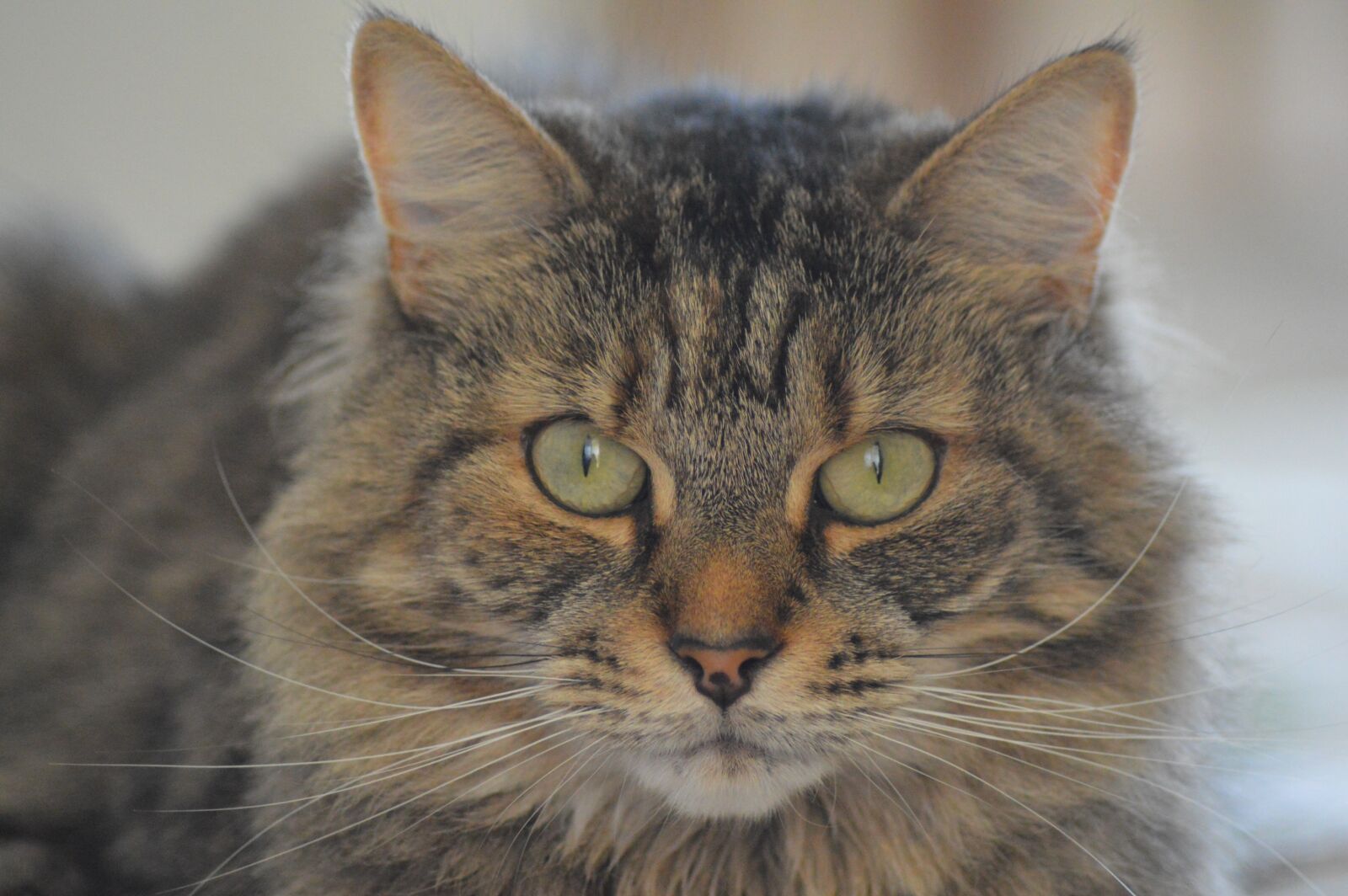 Nikon D3200 sample photo. Cat, tabby, domestic photography