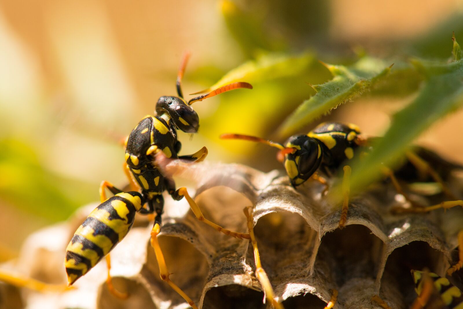 Nikon D800 sample photo. Wasp, insect, nest photography