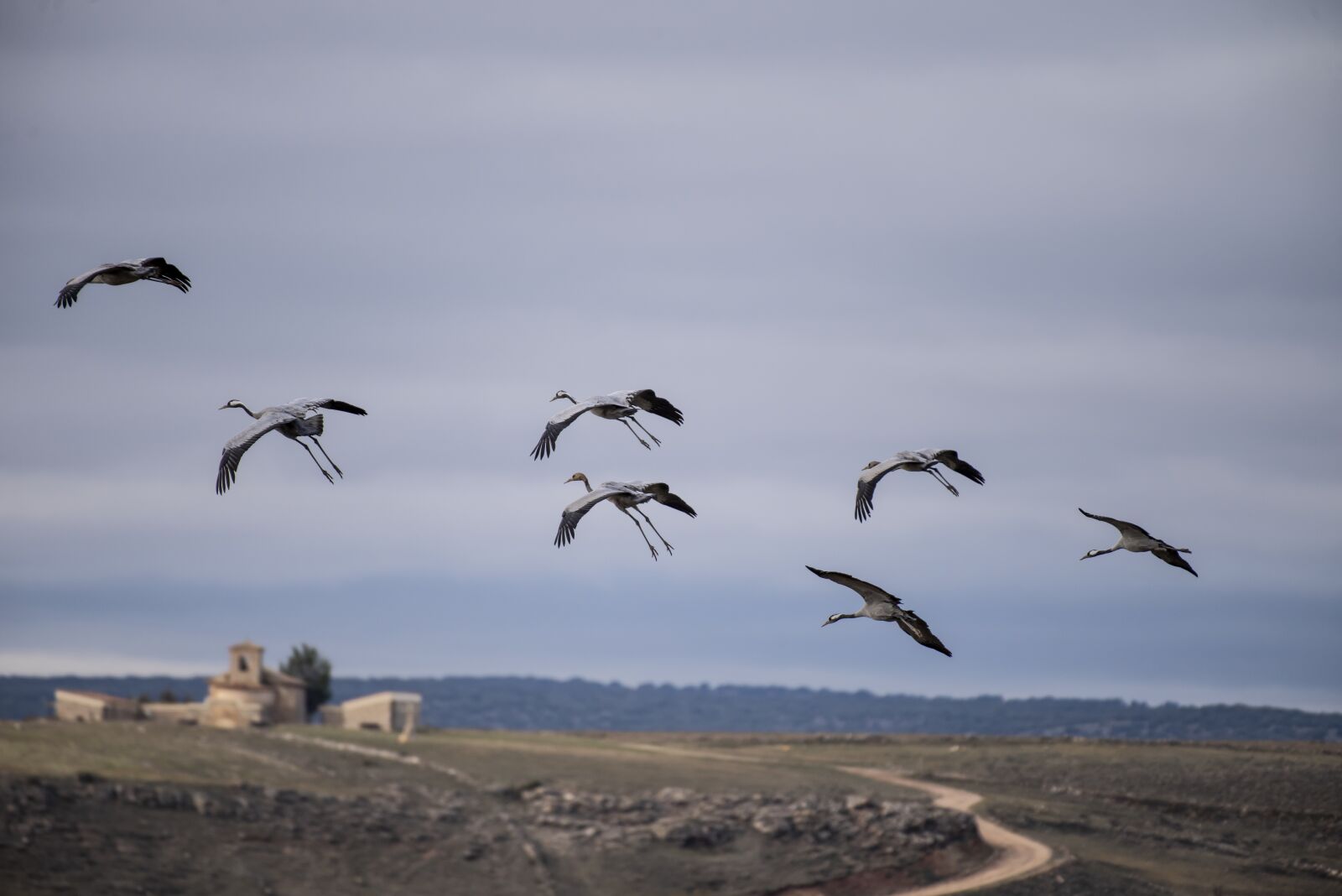 Nikon D810 sample photo. Migration, cranes, spain photography