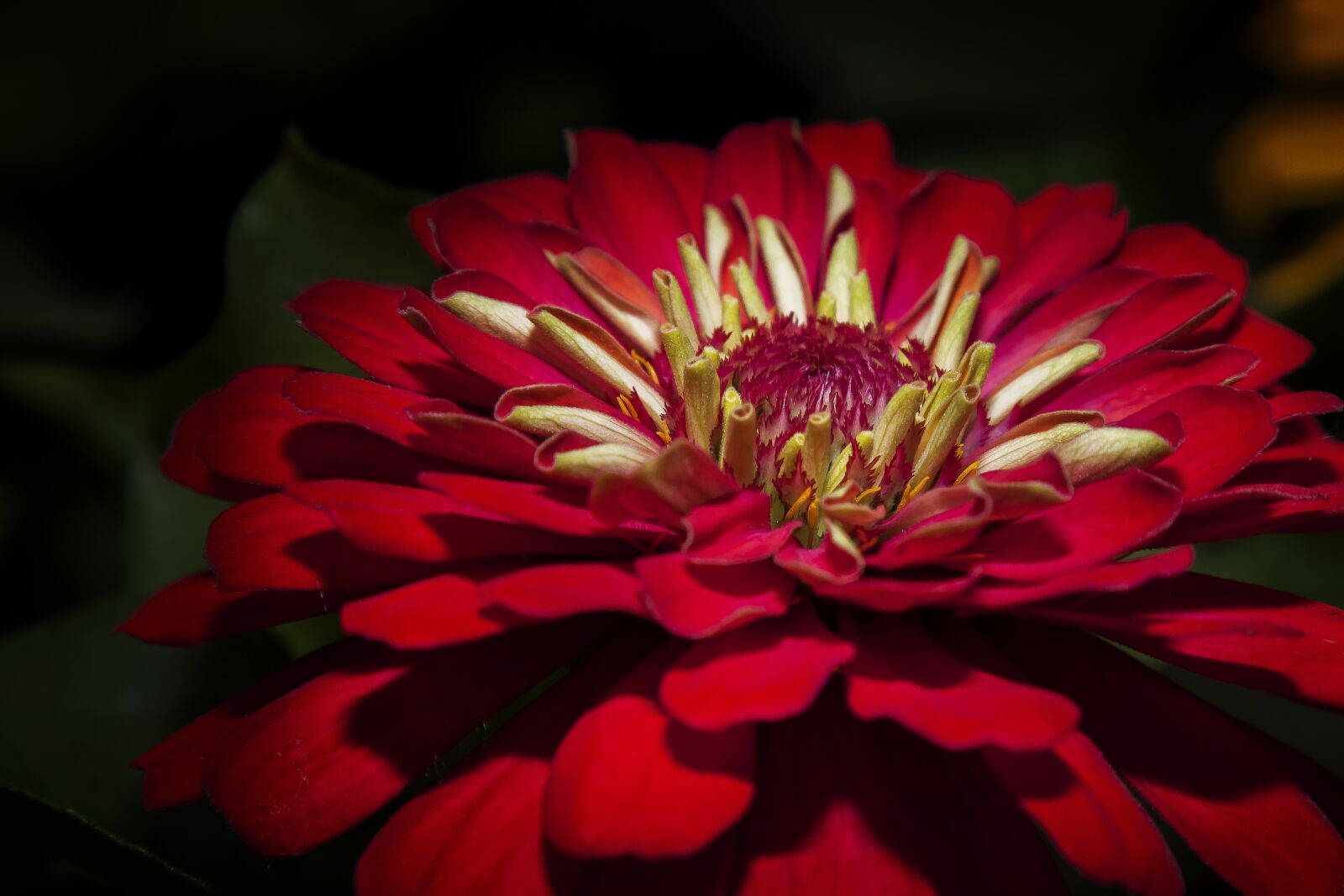 Canon EOS 50D sample photo. Zinie, flower, blossom photography