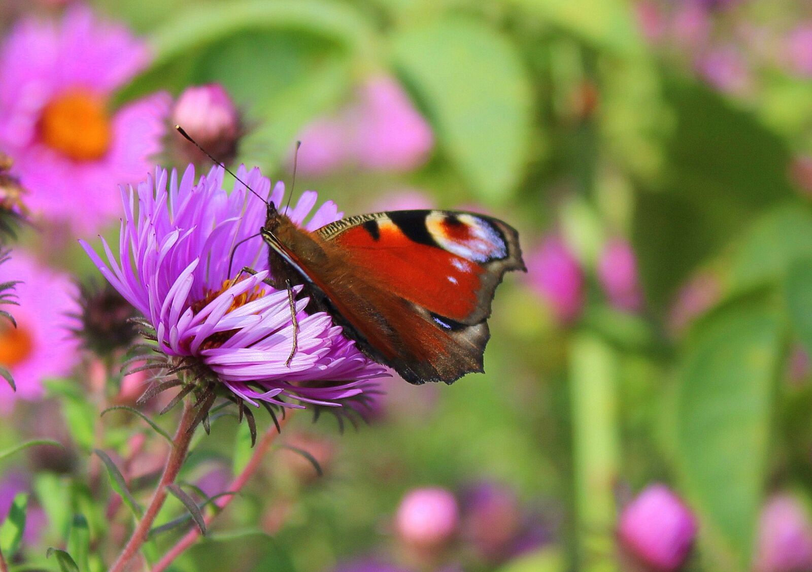 Canon EOS 1200D (EOS Rebel T5 / EOS Kiss X70 / EOS Hi) sample photo. Painted peacock, purple flower photography