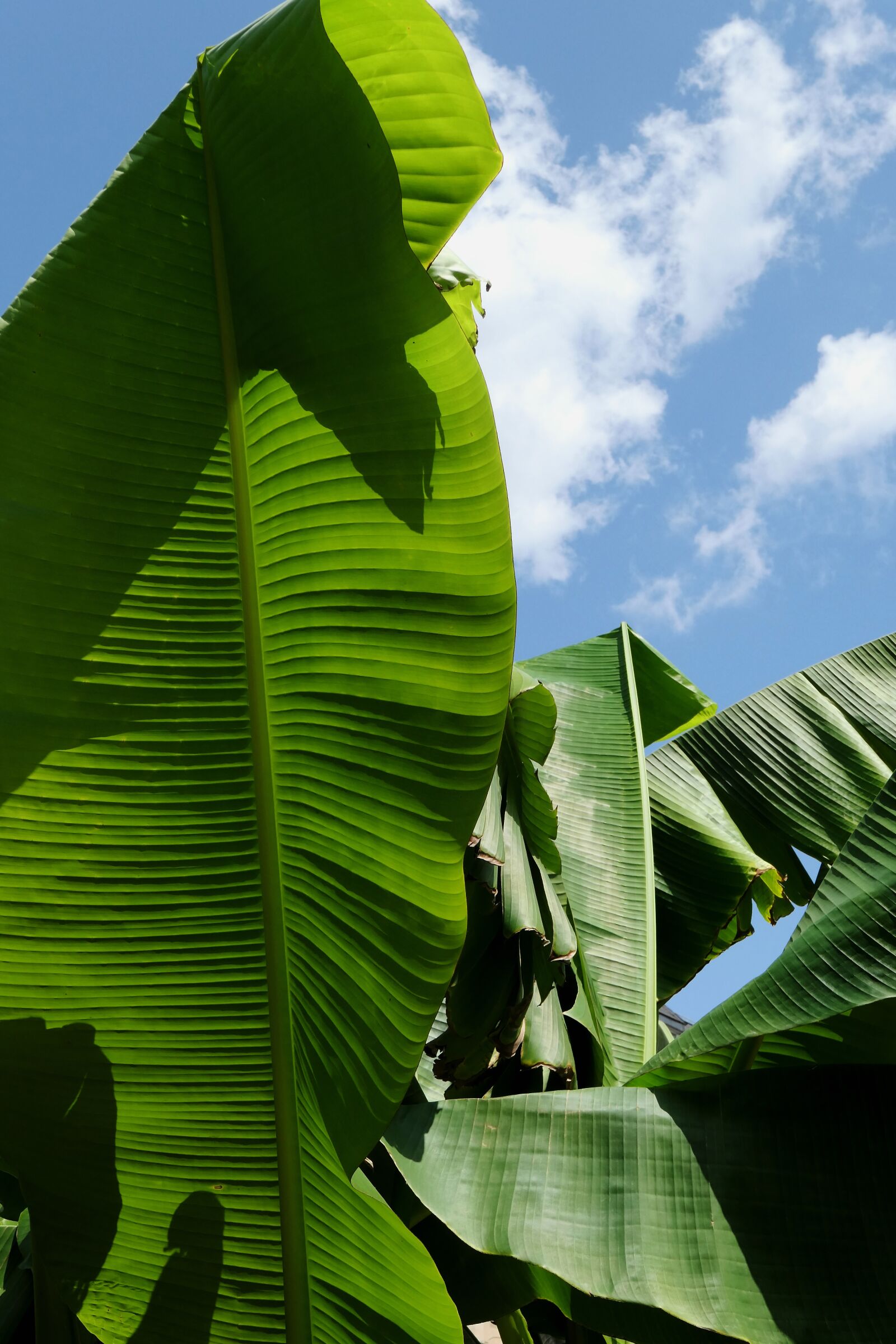 Panasonic Lumix DMC-LX10 (Lumix DMC-LX15) sample photo. Banana leaf, leaf, bananas photography