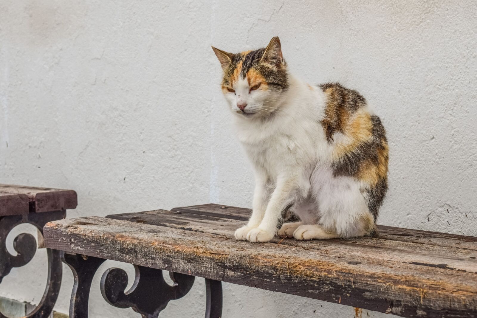 Nikon D3300 sample photo. Cat, stray, homeless photography