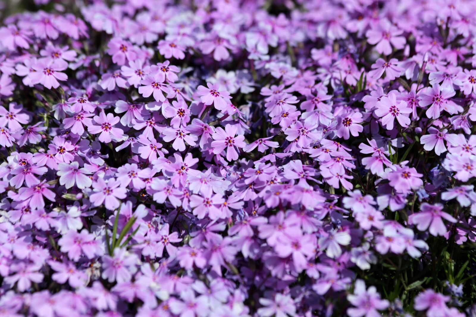 Canon EOS 650D (EOS Rebel T4i / EOS Kiss X6i) sample photo. Phlox subulate, phlox subulata photography