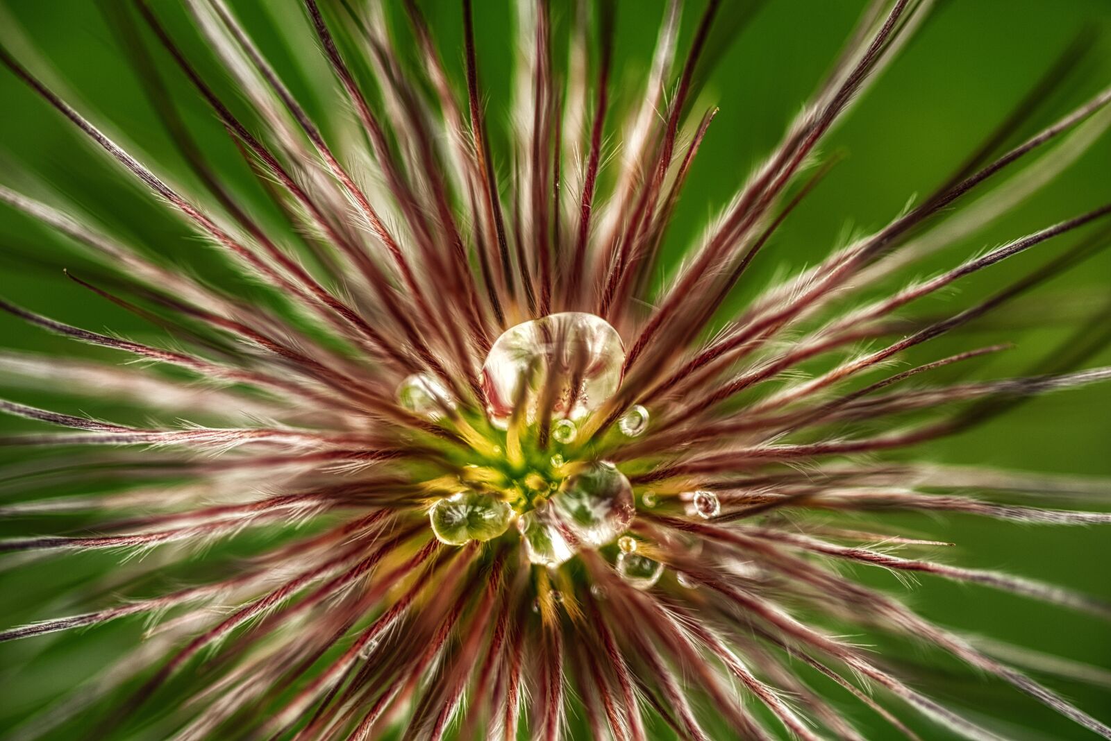 Nikon D750 sample photo. Pulsatilla vulgaris, pasqueflower, infructescence photography