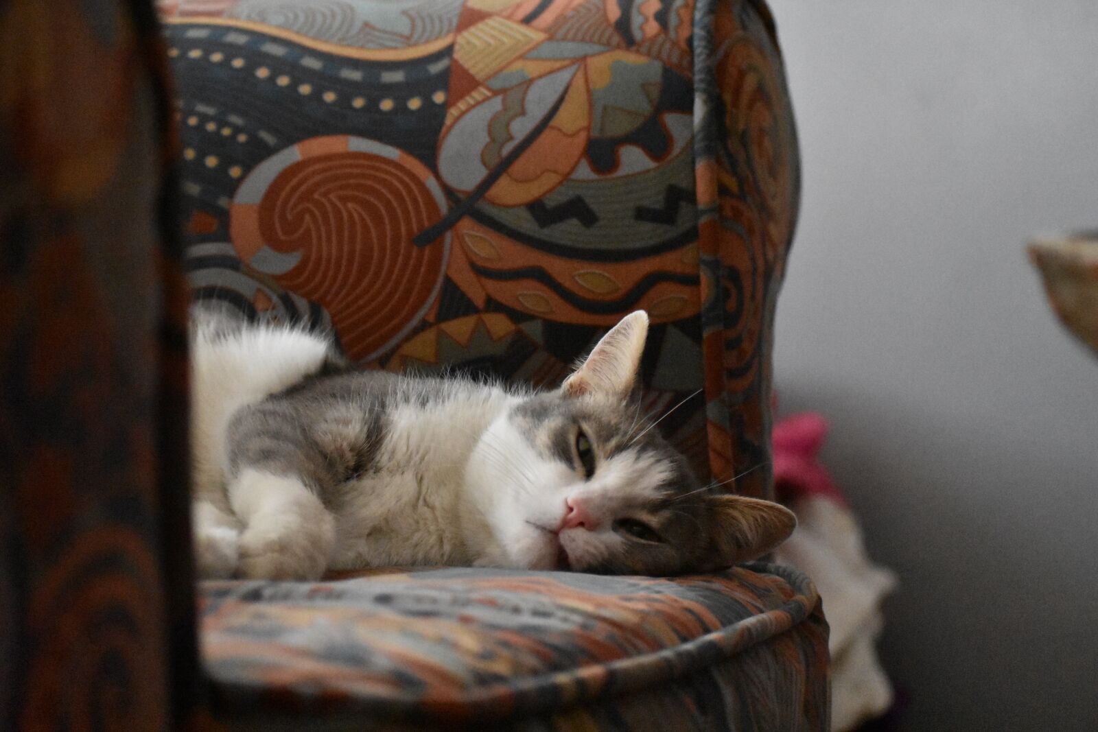 Nikon D3400 sample photo. Cute cat, sleepy, kitty photography