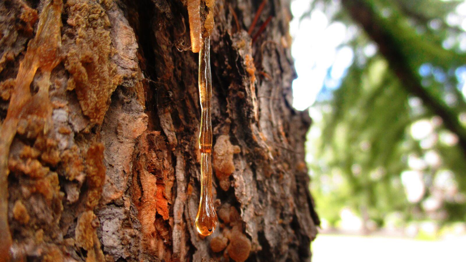 Canon IXUS 185 sample photo. Resin, drop, pine photography