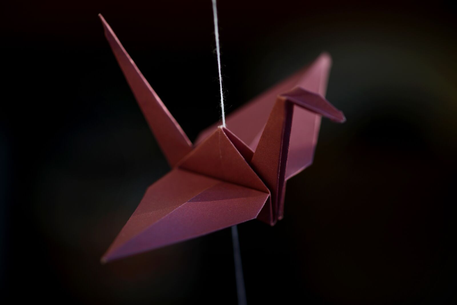 Nikon D800 sample photo. Origami, crane, luck photography