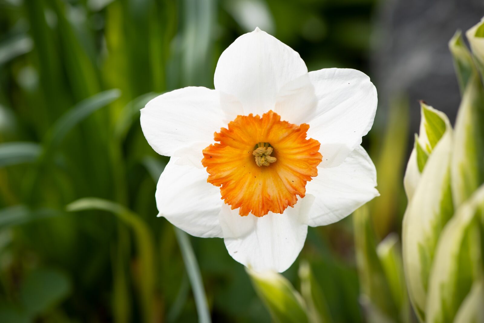 Nikon D750 sample photo. Narcissus, flower, blossom photography