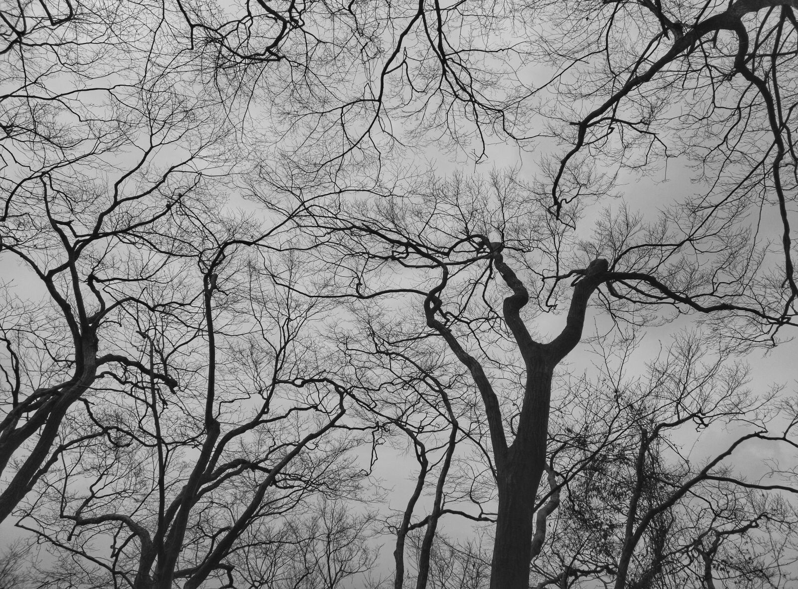 HUAWEI Mate 20 Pro sample photo. Tree, winter, black and photography