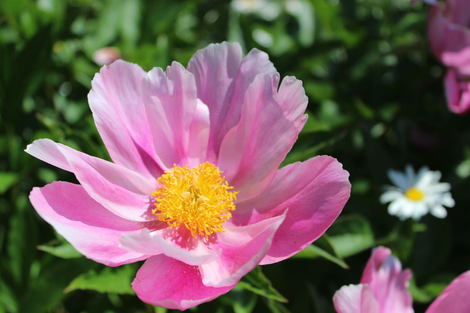 Canon EOS 600D (Rebel EOS T3i / EOS Kiss X5) sample photo. Flower, garden, blossom photography