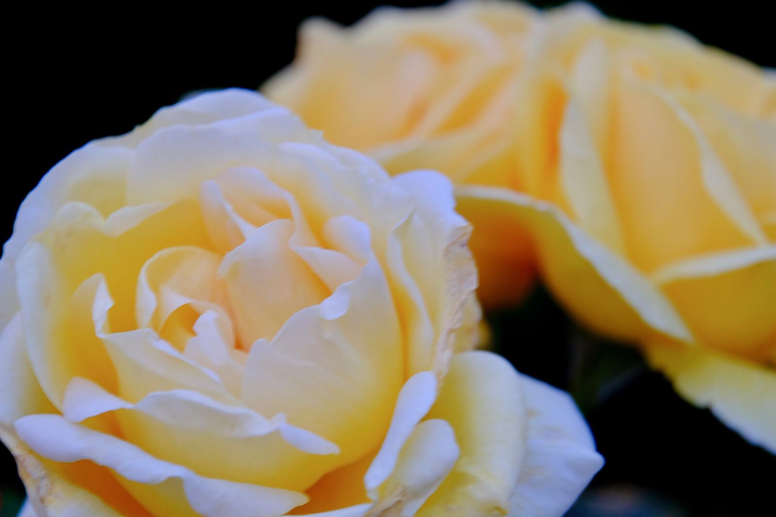 Fujifilm X-T10 sample photo. Rose, flower, yellow photography