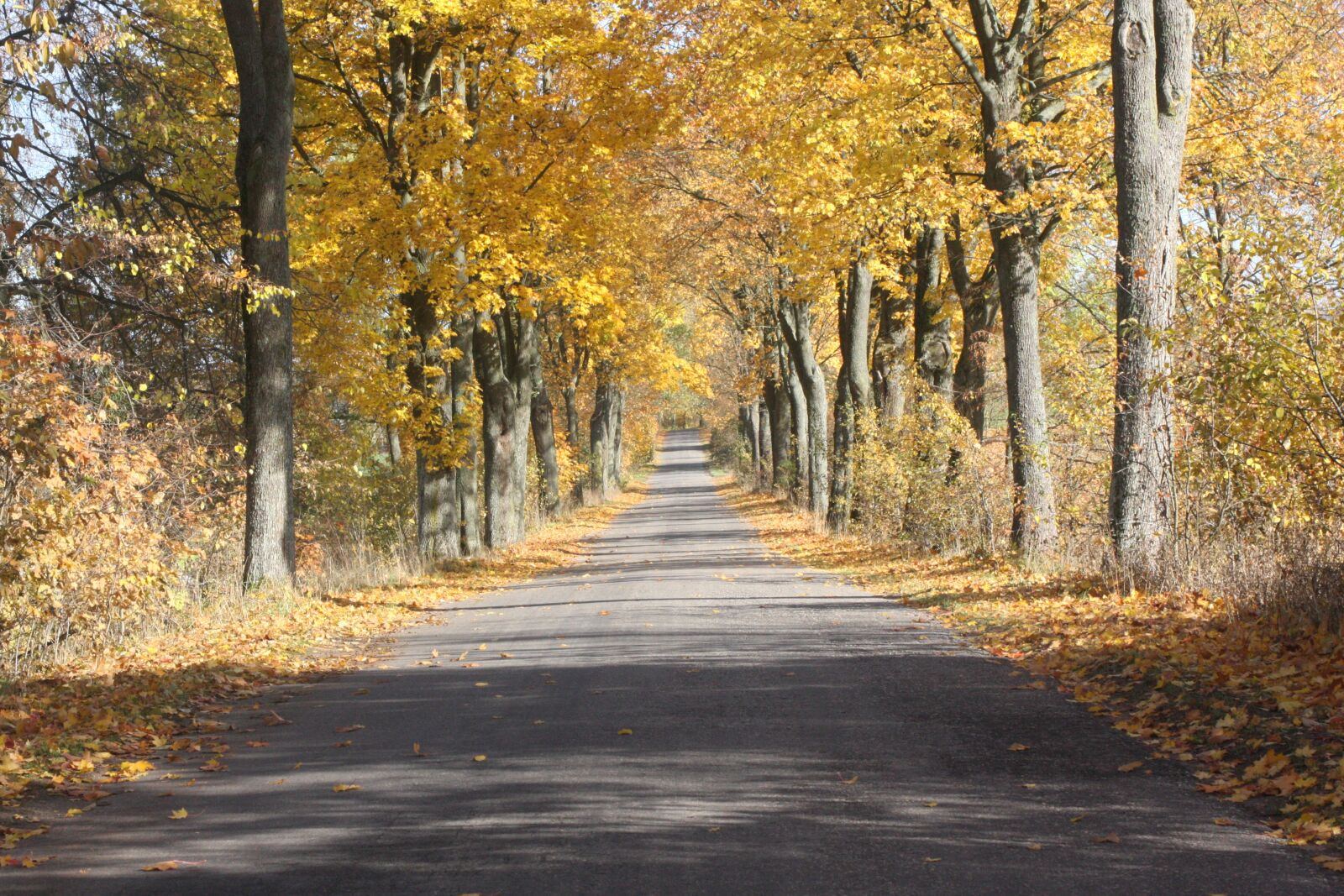 Canon EOS 40D sample photo. Autumn, way, tree photography