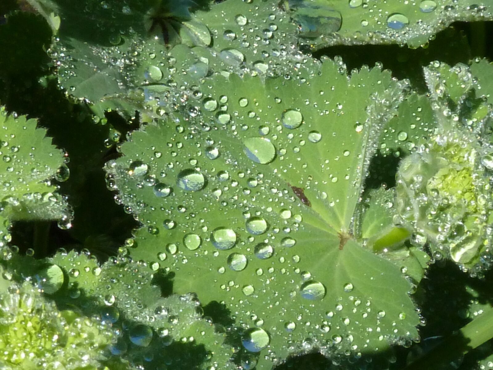 Panasonic Lumix DMC-ZS5 (Lumix DMC-TZ8) sample photo. Frauenmantel, leaf, dewdrop photography