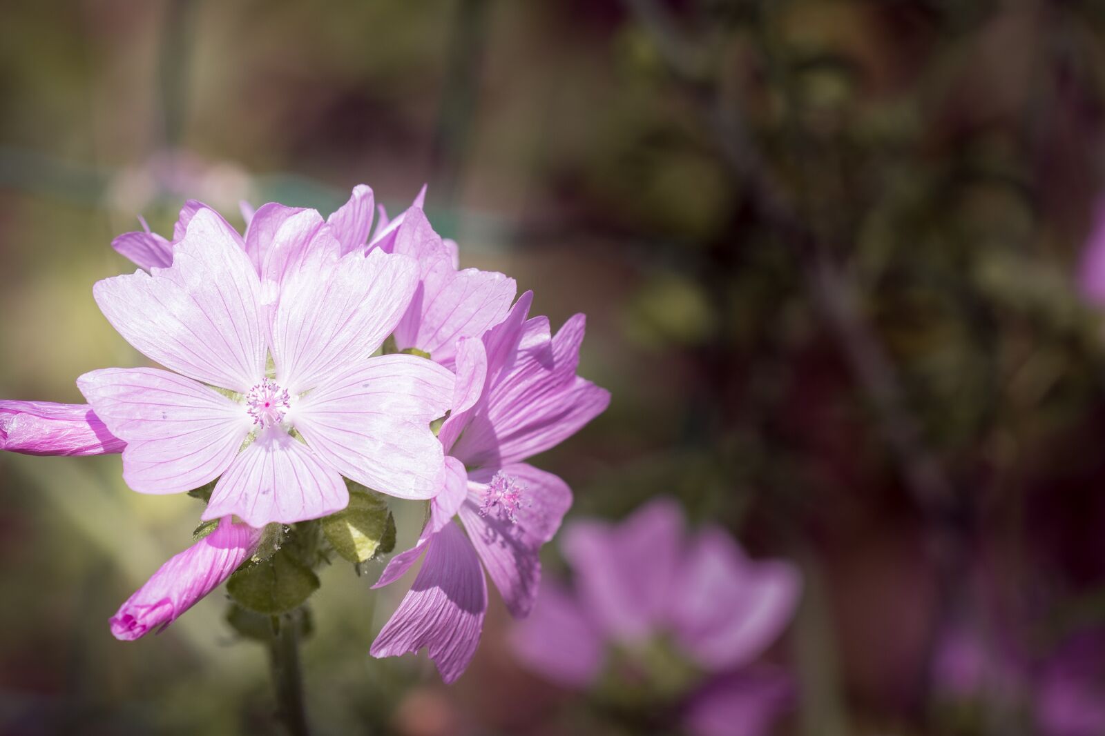 Nikon D7100 sample photo. Flower, pink, pink flower photography