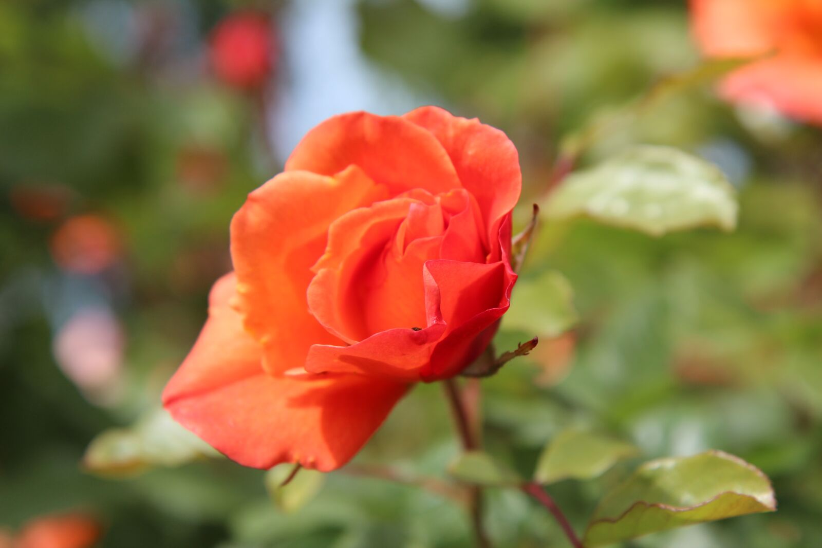 Canon EOS 600D (Rebel EOS T3i / EOS Kiss X5) sample photo. Pink, roses, rose bud photography
