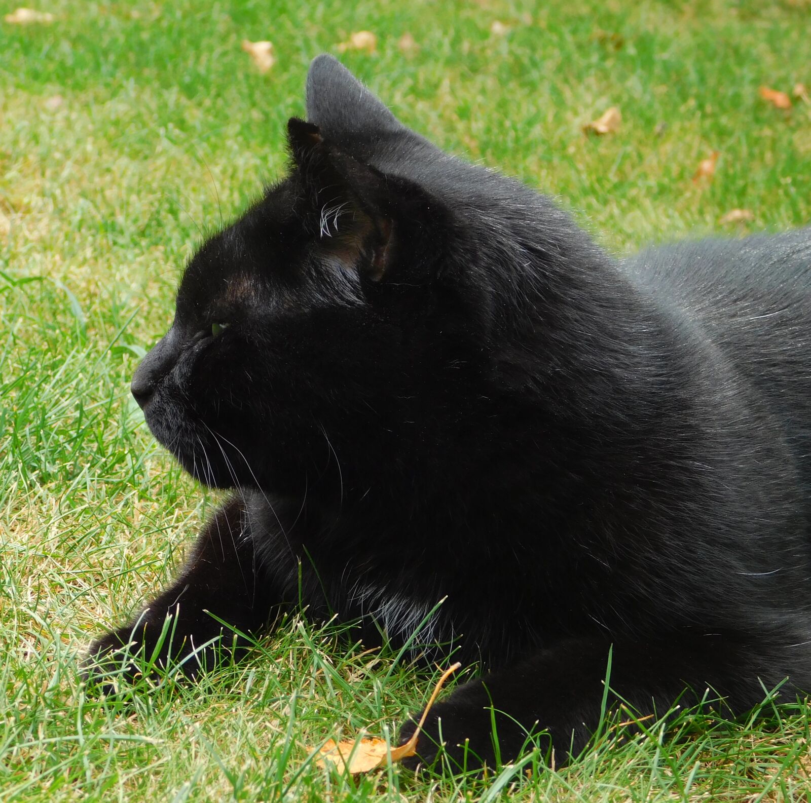 Nikon Coolpix L840 sample photo. Cat, mieze, cute photography