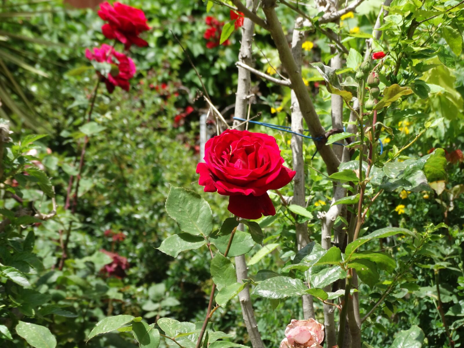 Sony Cyber-shot DSC-HX300 sample photo. Red rose, rosa, garden photography