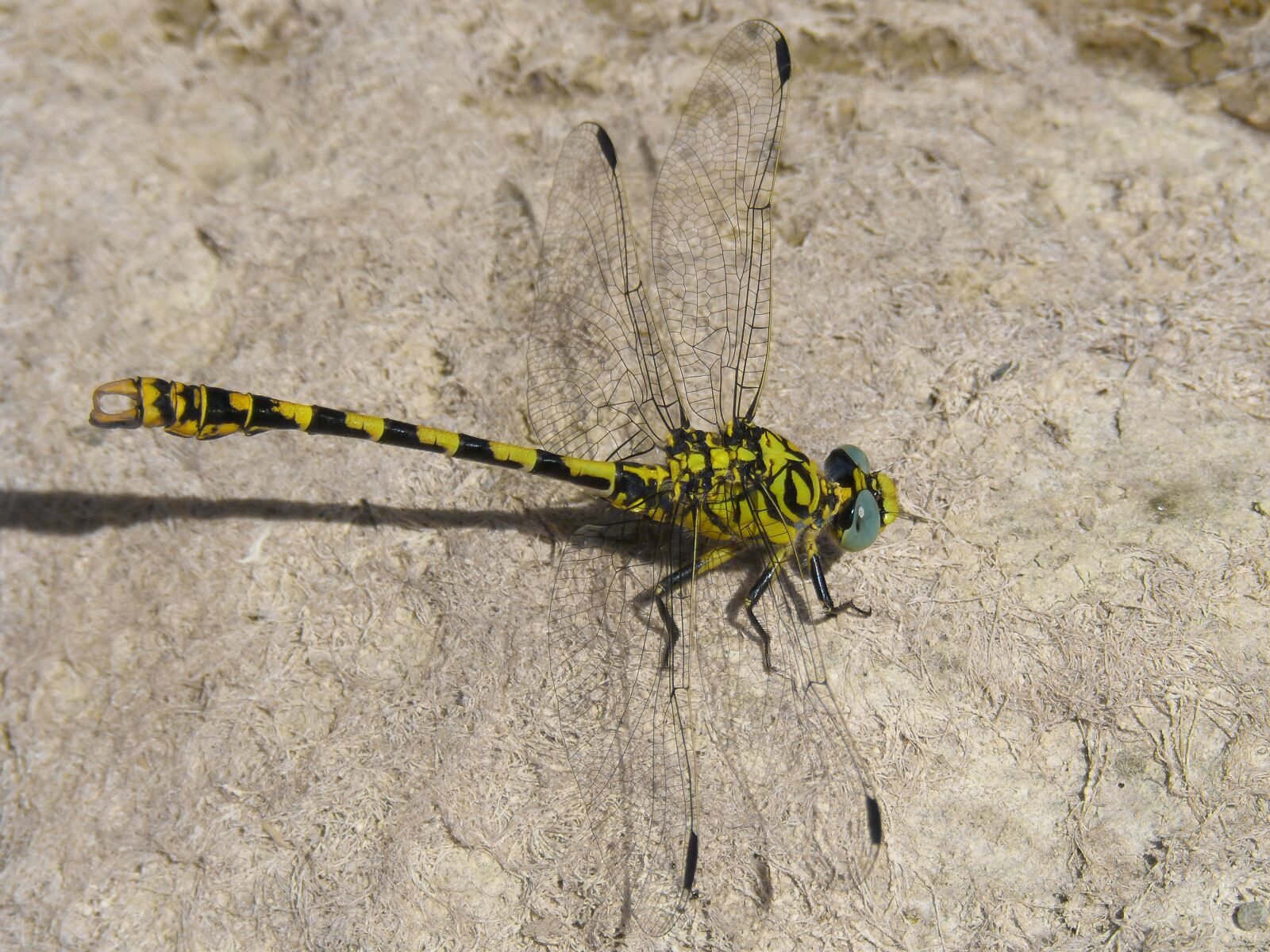 Panasonic DMC-FZ62 sample photo. Dragonfly, dragonfly tiger, onychogomphus photography