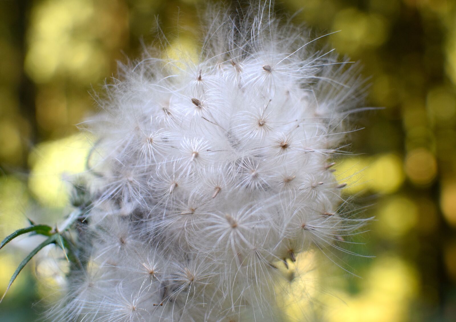 Nikon D5300 sample photo. Seeds, flying seeds, pointed photography