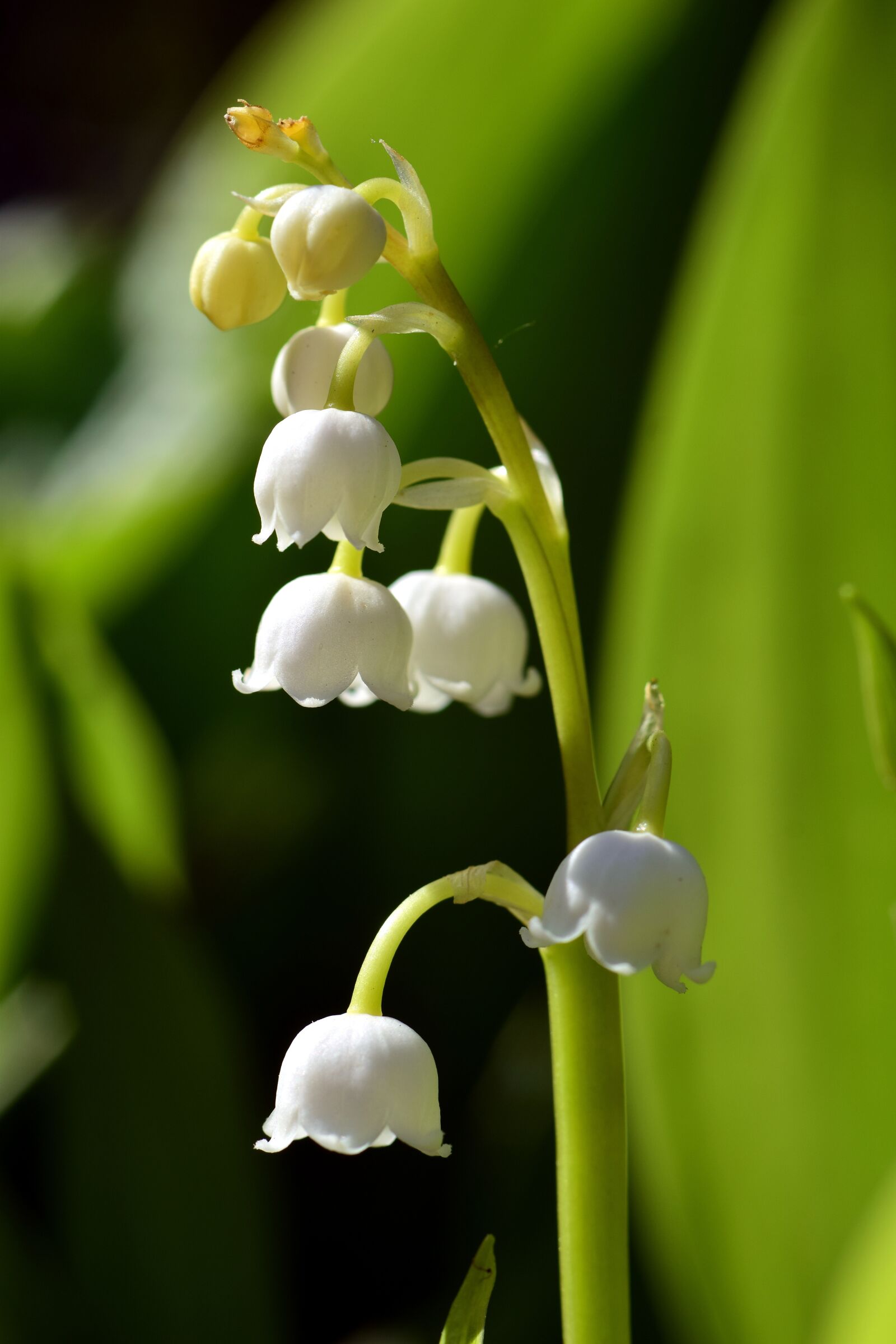 Nikon D3300 sample photo. May, lily of the photography