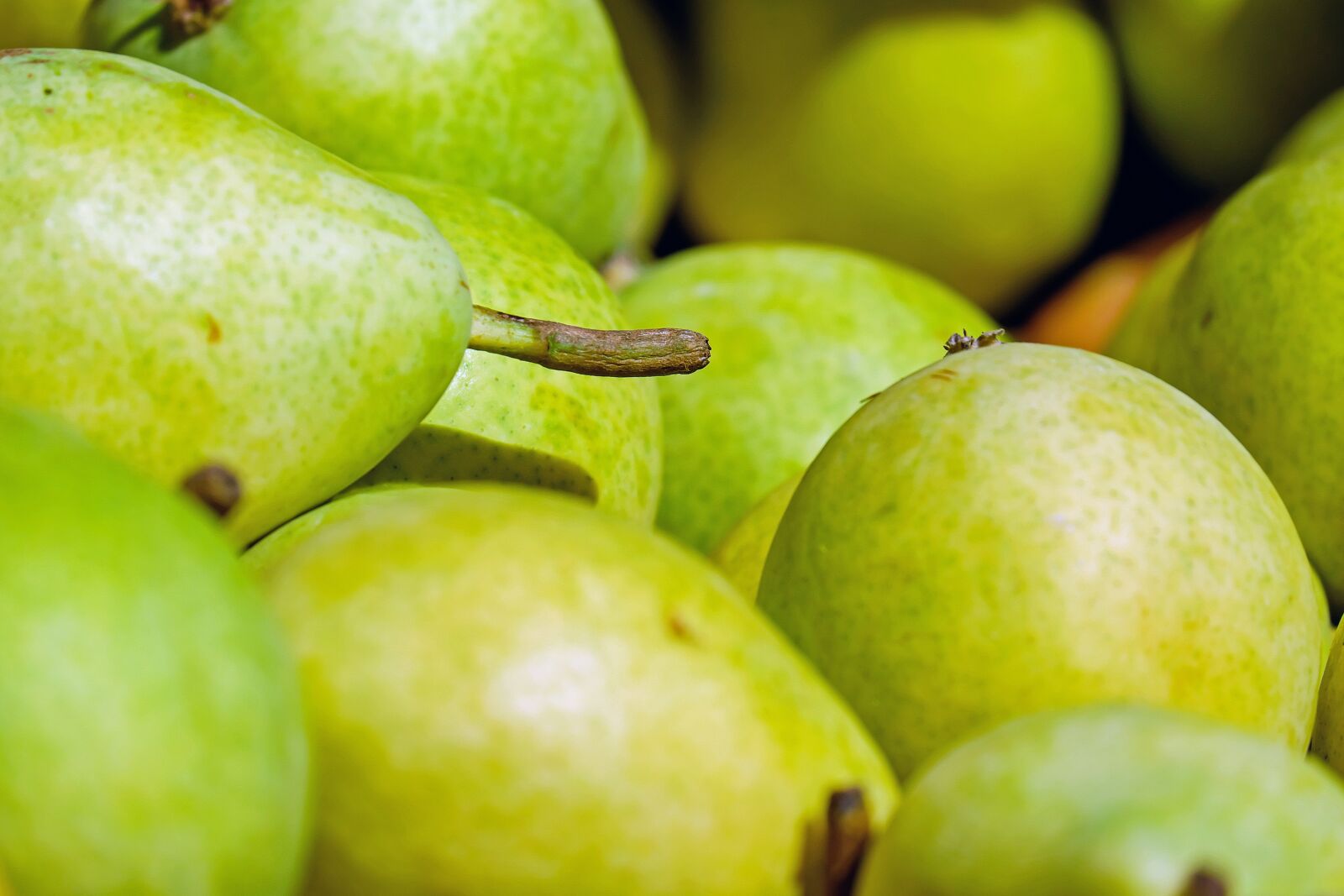 Fujifilm X-T10 + Fujifilm XC 50-230mm F4.5-6.7 OIS sample photo. Pears, fruit, fruits photography