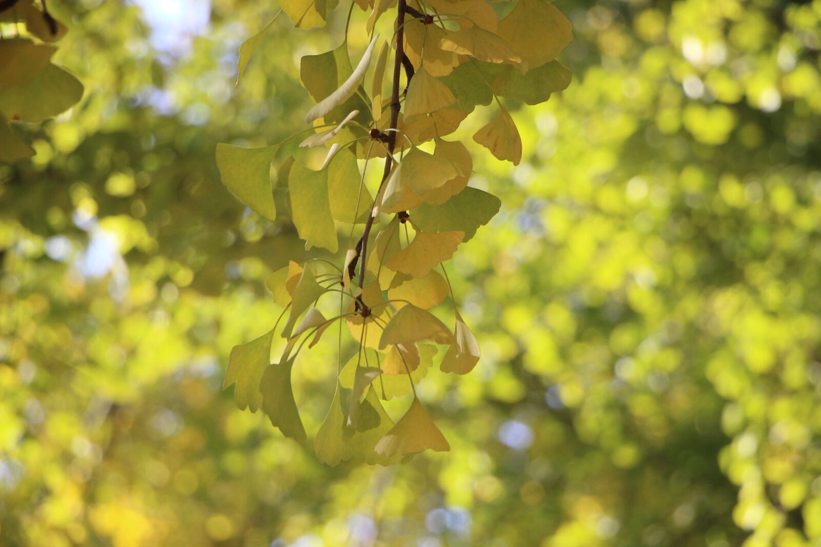 Canon EOS 600D (Rebel EOS T3i / EOS Kiss X5) sample photo. Leaf, leaves, autumn photography