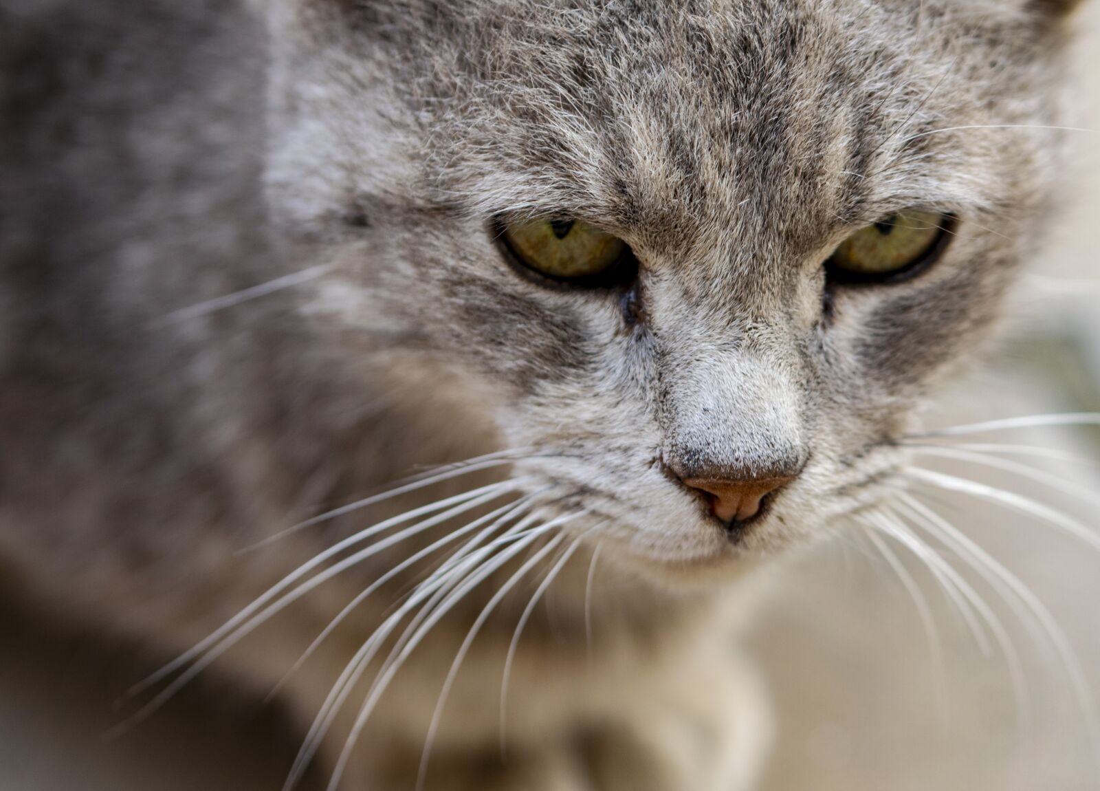 Tamron SP 90mm F2.8 Di VC USD 1:1 Macro sample photo. Kitten, animal, domestic cat photography