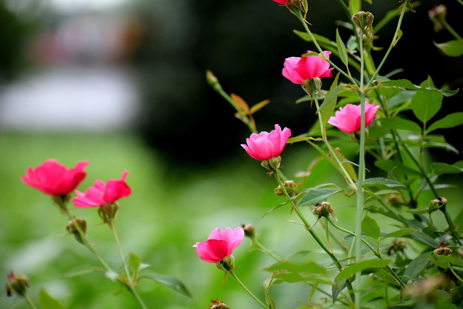 Nikon D3300 sample photo. Rose, flowers, nature photography