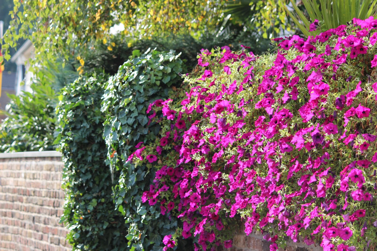 Canon EOS 600D (Rebel EOS T3i / EOS Kiss X5) sample photo. Garden, flower, plant photography