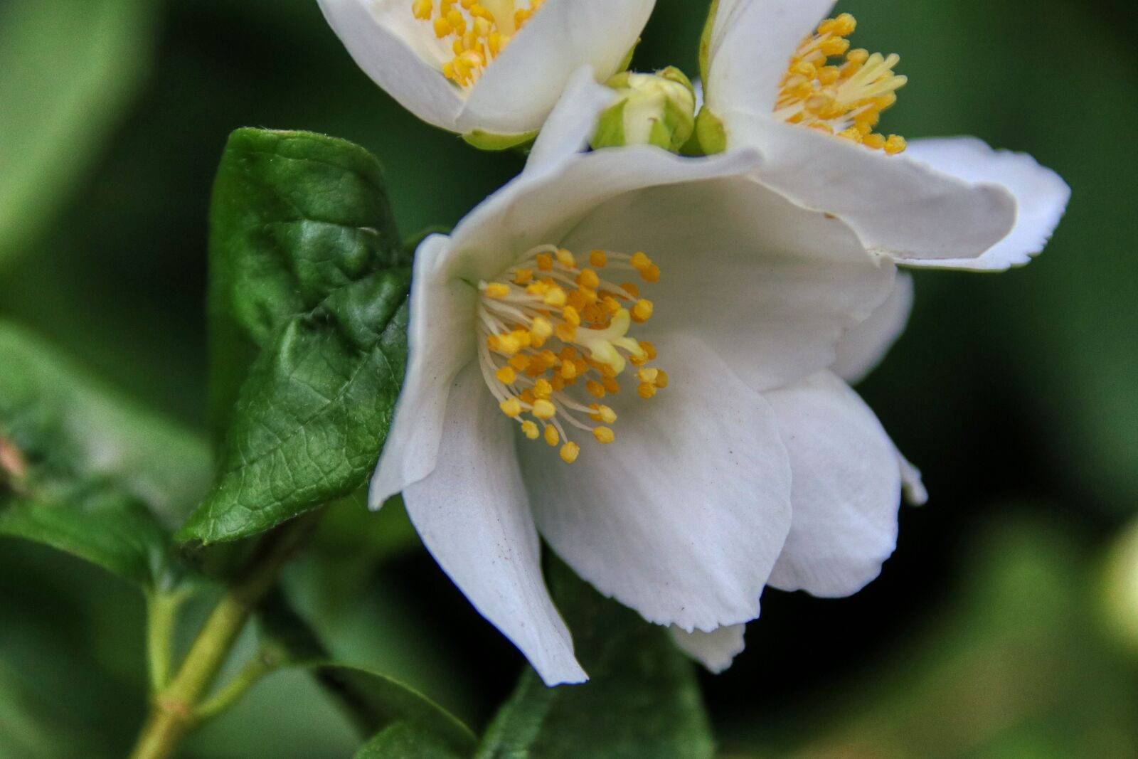 Canon EOS 80D sample photo. Flower, white, spring photography