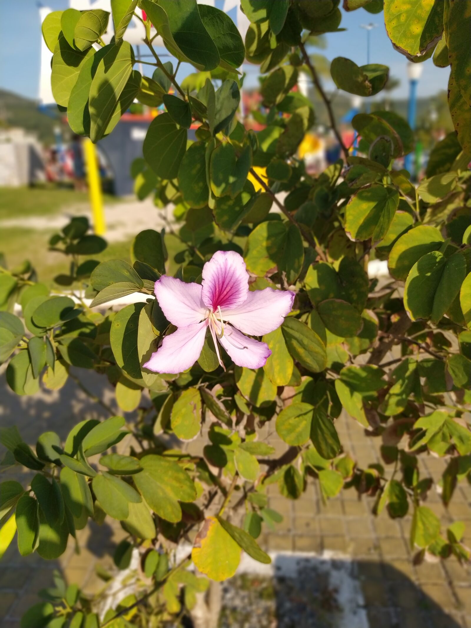 Xiaomi Redmi Note 8 sample photo. Santa catarina, beach, landscape photography