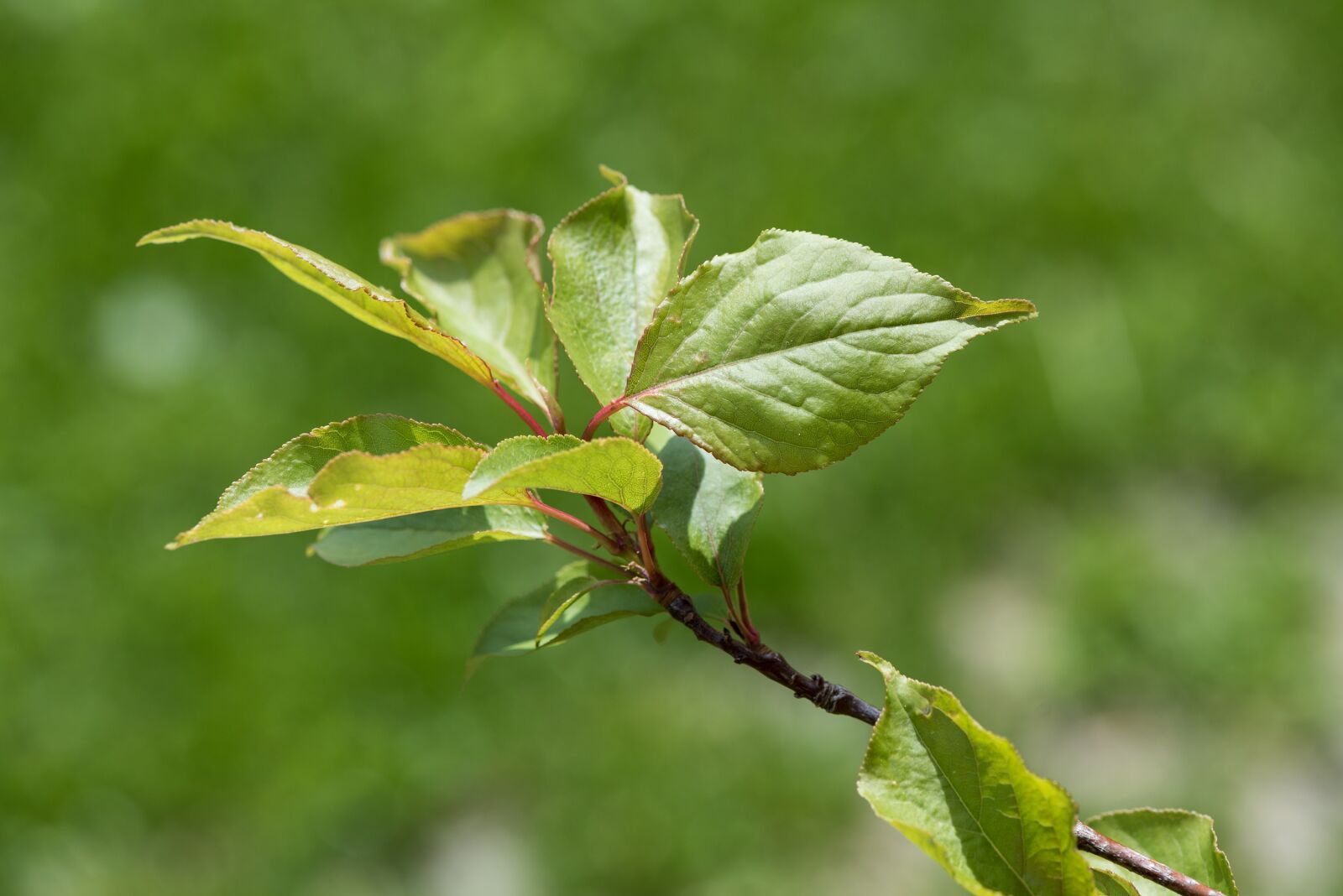 Nikon D750 sample photo. Branch, leaves branch, leaves photography