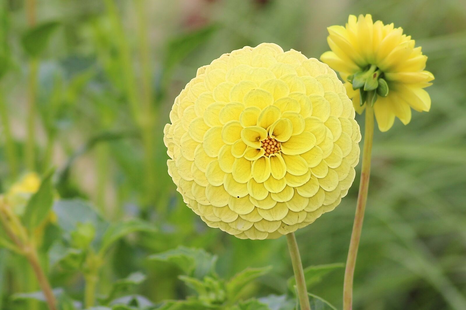 Canon EOS 600D (Rebel EOS T3i / EOS Kiss X5) sample photo. Dahlia, blossom, bloom photography
