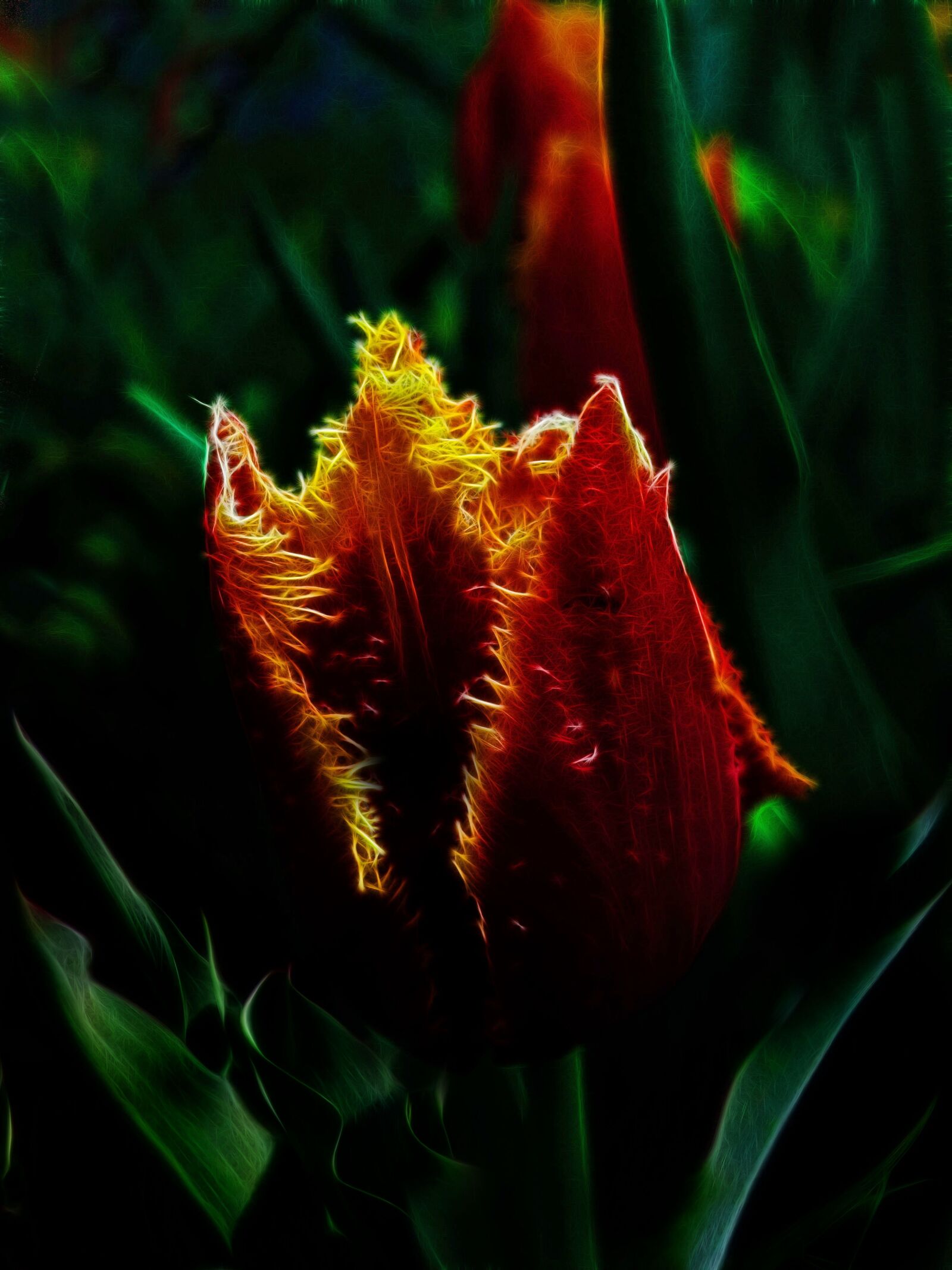 Canon PowerShot G15 sample photo. Tulip, fractalius, red flower photography