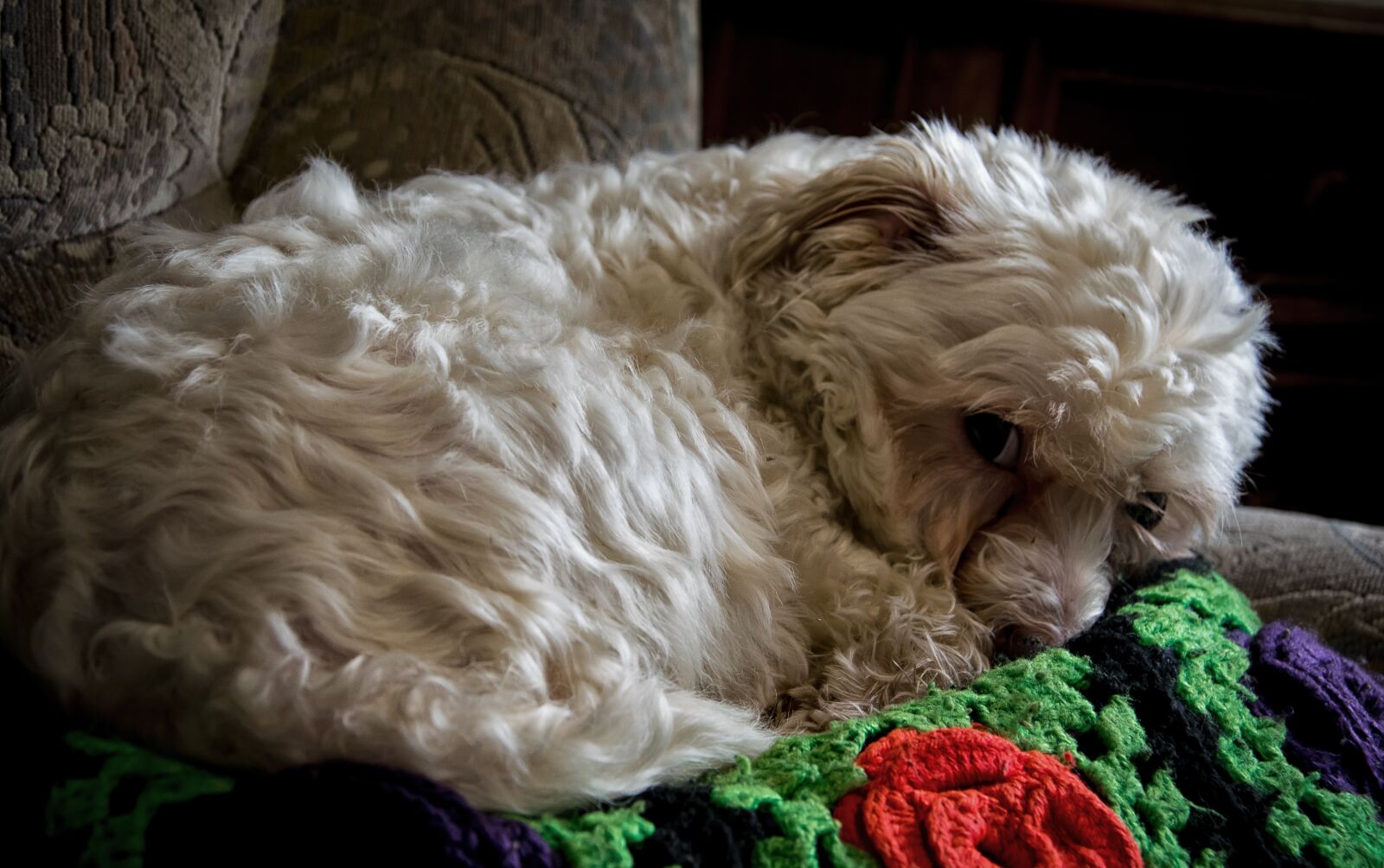 Nikon D3300 sample photo. Dog, animal, pet photography