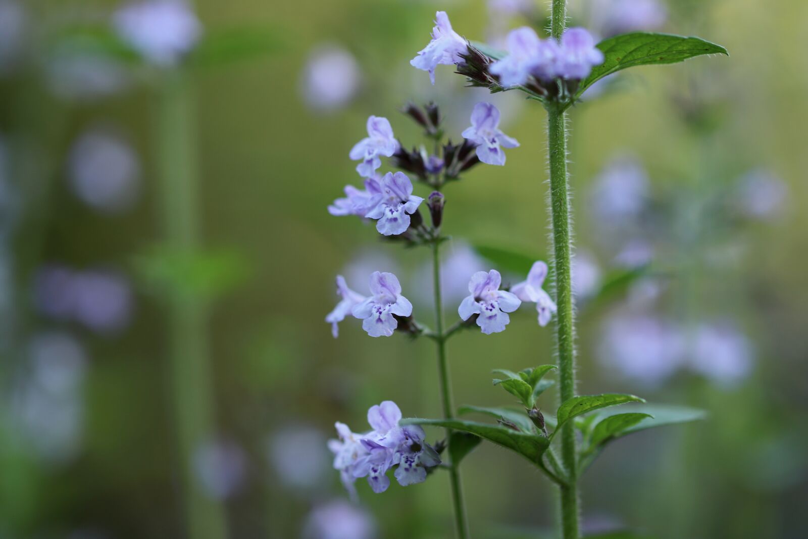 Canon EOS 800D (EOS Rebel T7i / EOS Kiss X9i) sample photo. Mountain mint, clinopodium nepeta photography