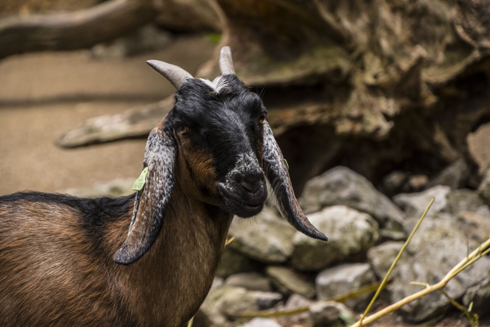Nikon D750 sample photo. Goat, animal, horns photography