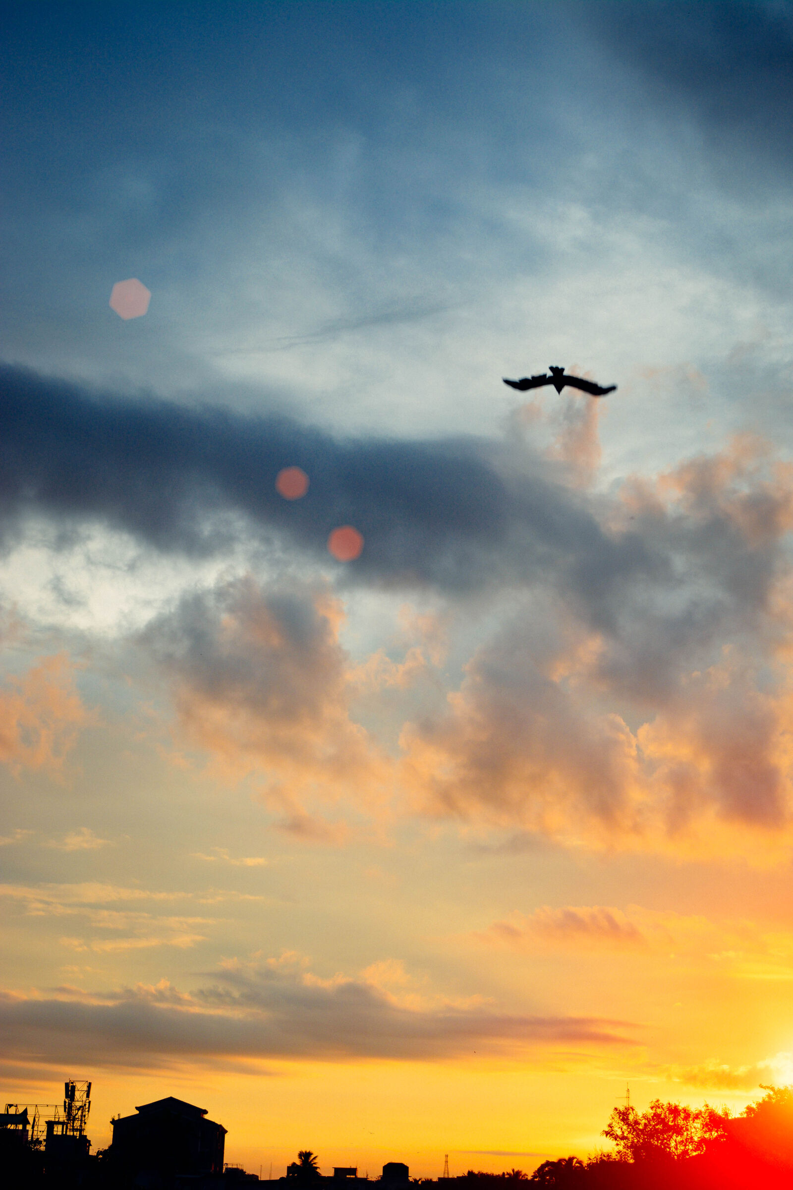 Nikon D5200 sample photo. Bird, clouds, cloudy, evening photography