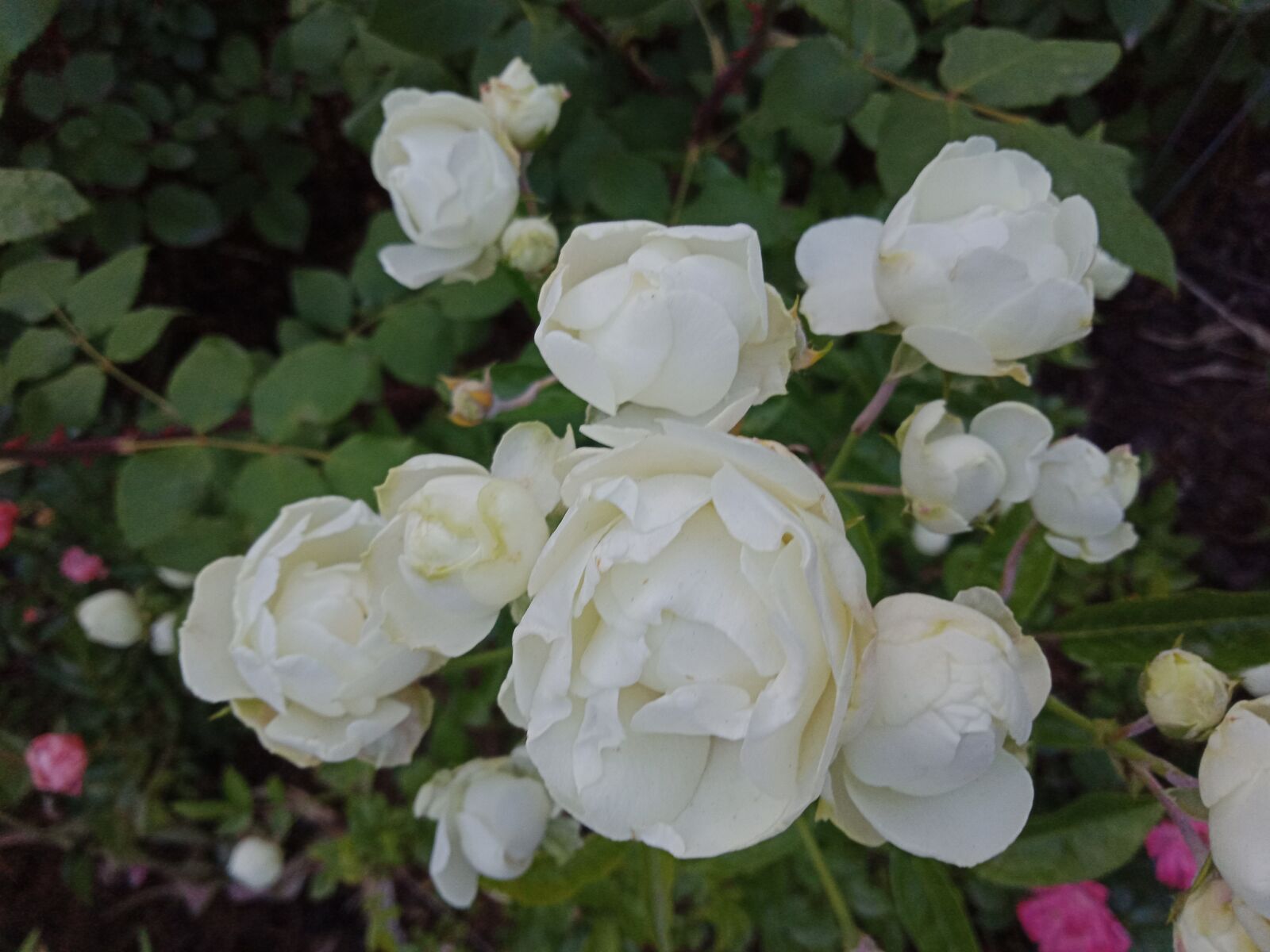 OPPO A83(2018) sample photo. White roses, flowers, summer photography