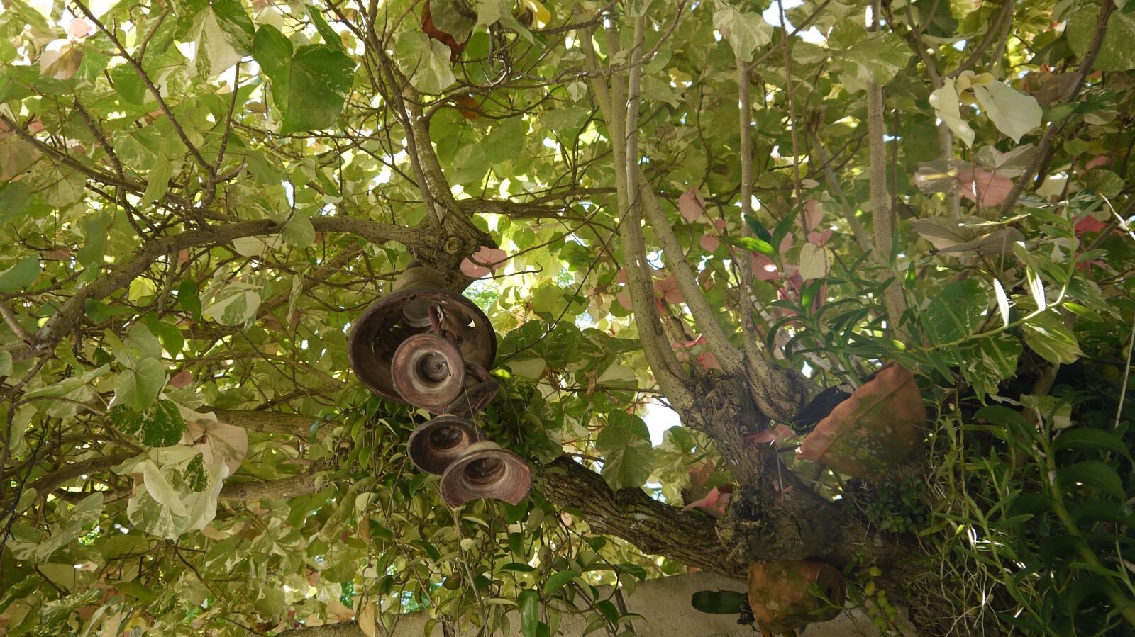 Panasonic Lumix DMC-G10 sample photo. Tree, nature, campaign photography