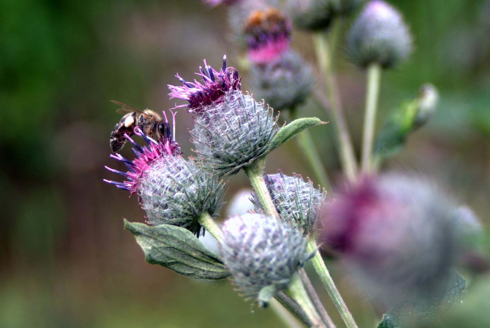 Pentax K-S2 sample photo. Thistle, flower, bee photography
