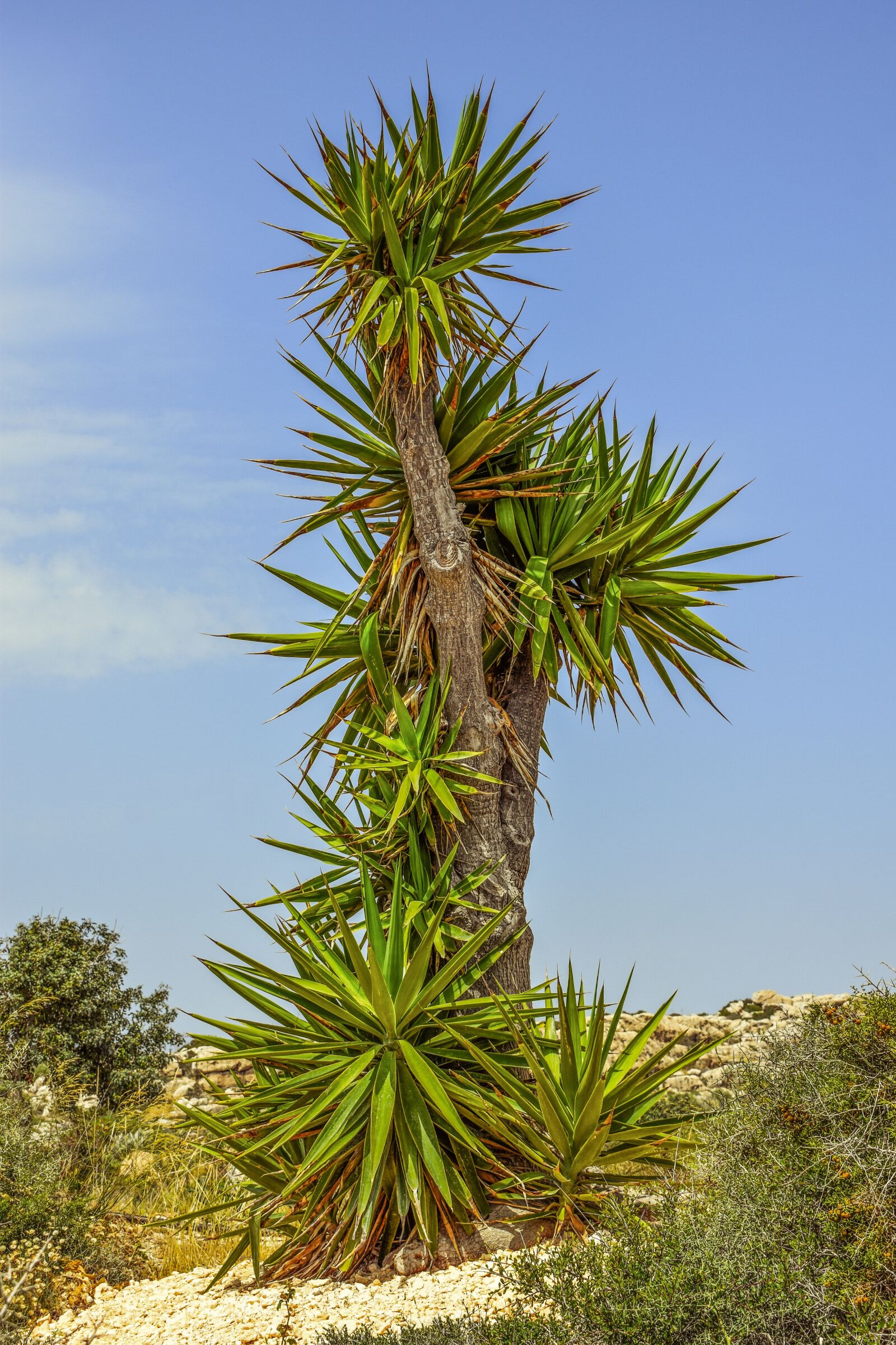 Nikon D3300 sample photo. Cactus, plant, tree photography